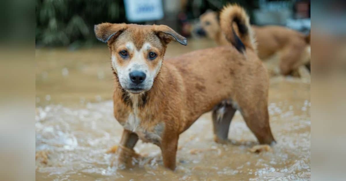 Quem são os famosos que anunciaram projeto para ajudar os animais resgatados em meio a tragédia climática no RS