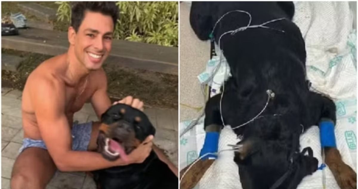 Após perder um pet, Cauã Reymond detalha estado de saúde da outra cachorrinha que foi envenenada