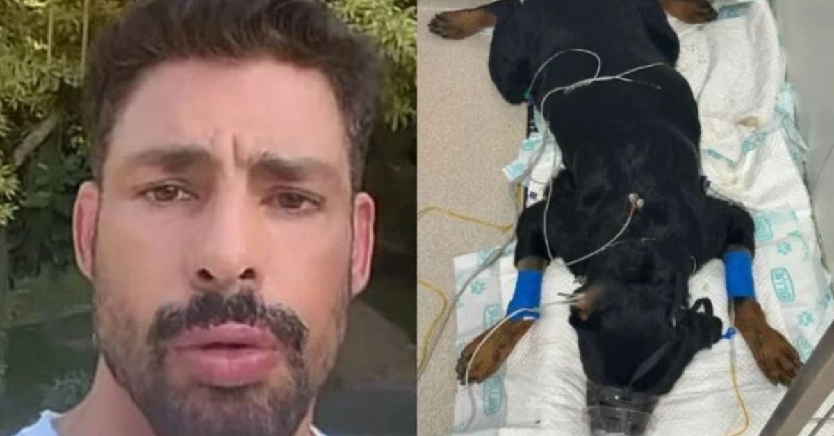 Cauã Reymond fica abalado ao descobrir que seus cachorros foram envenenados: ‘Beira da morte’